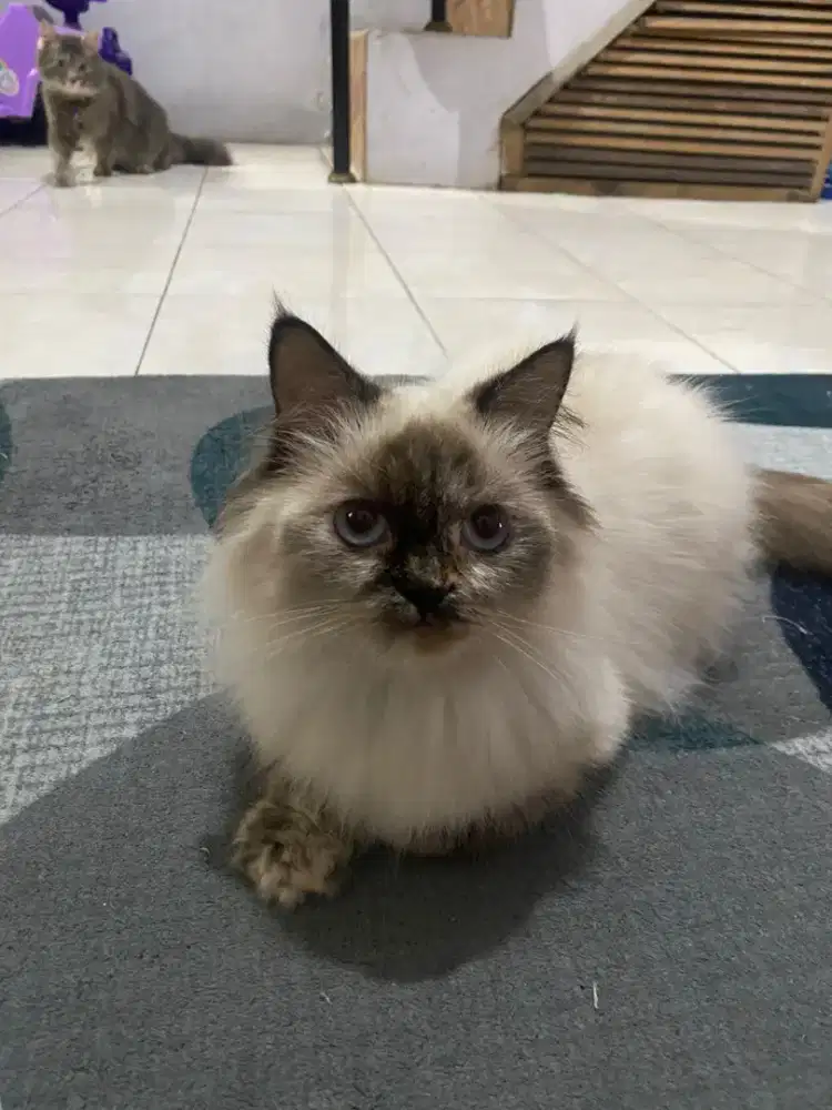 Kucing himalaya