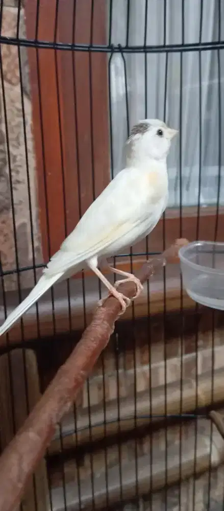 Burung kenari lokal suara isian waterslager