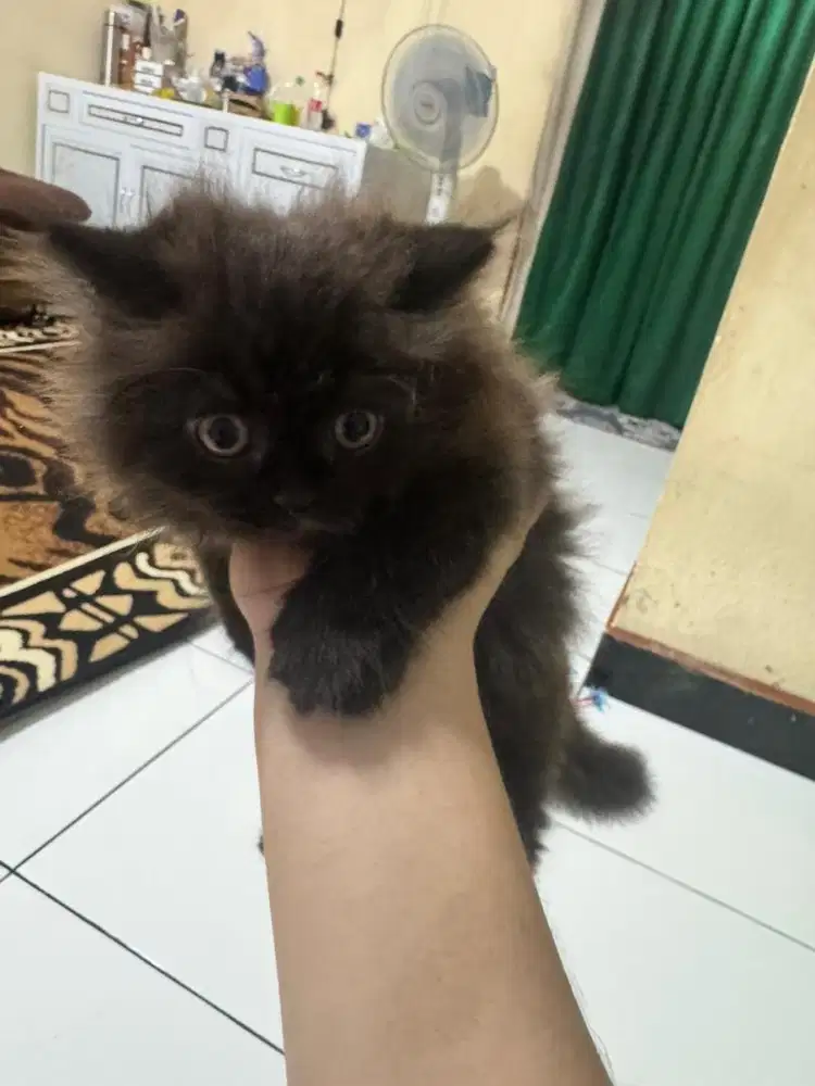 Kucing persia anakan