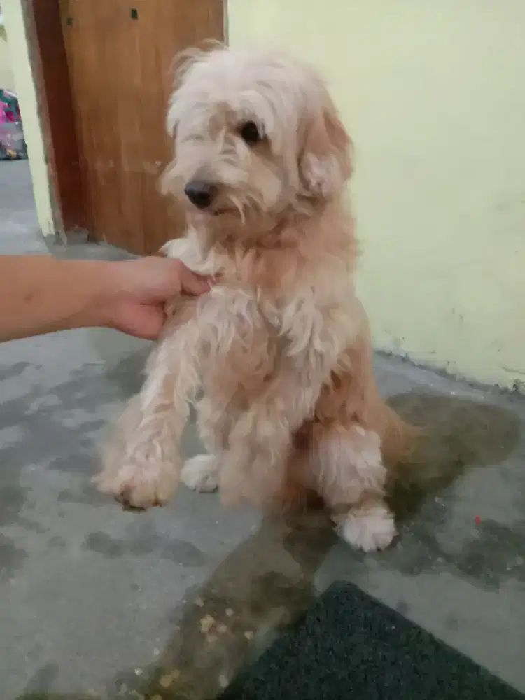 Anjing Malthepo Malthese mix Poodle Toy