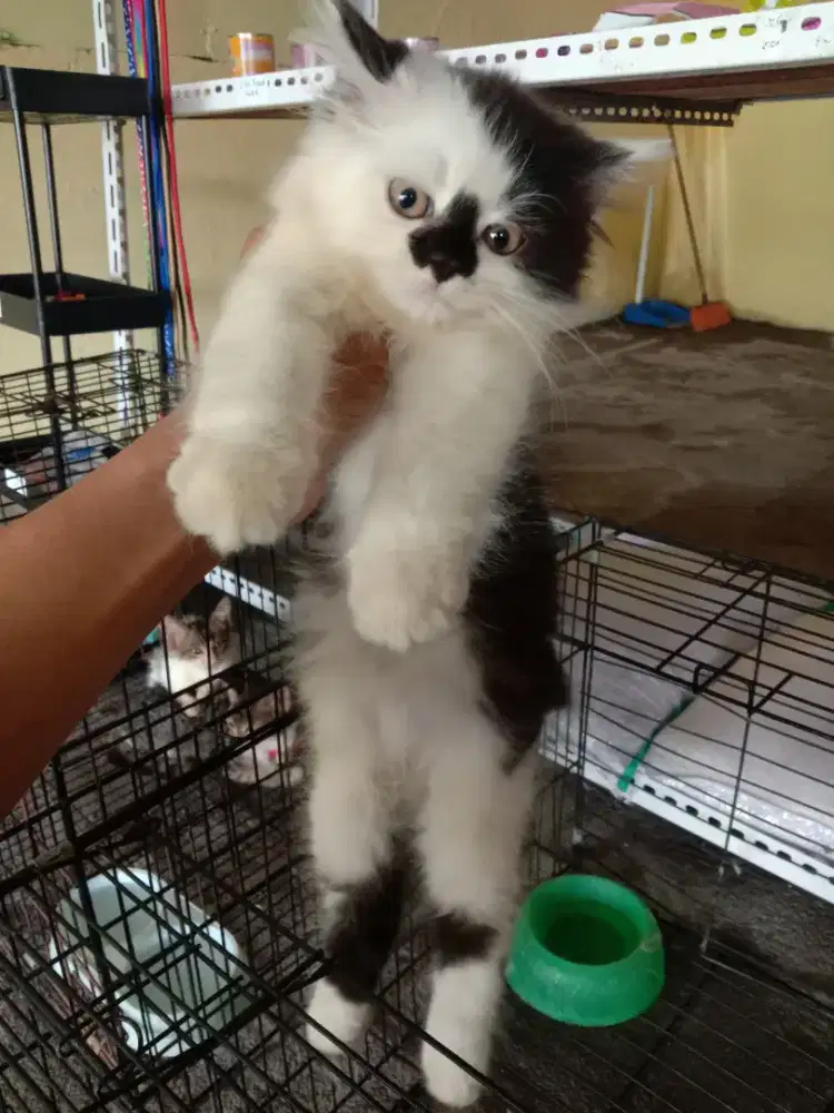 Kitten Persia Anakan Persia