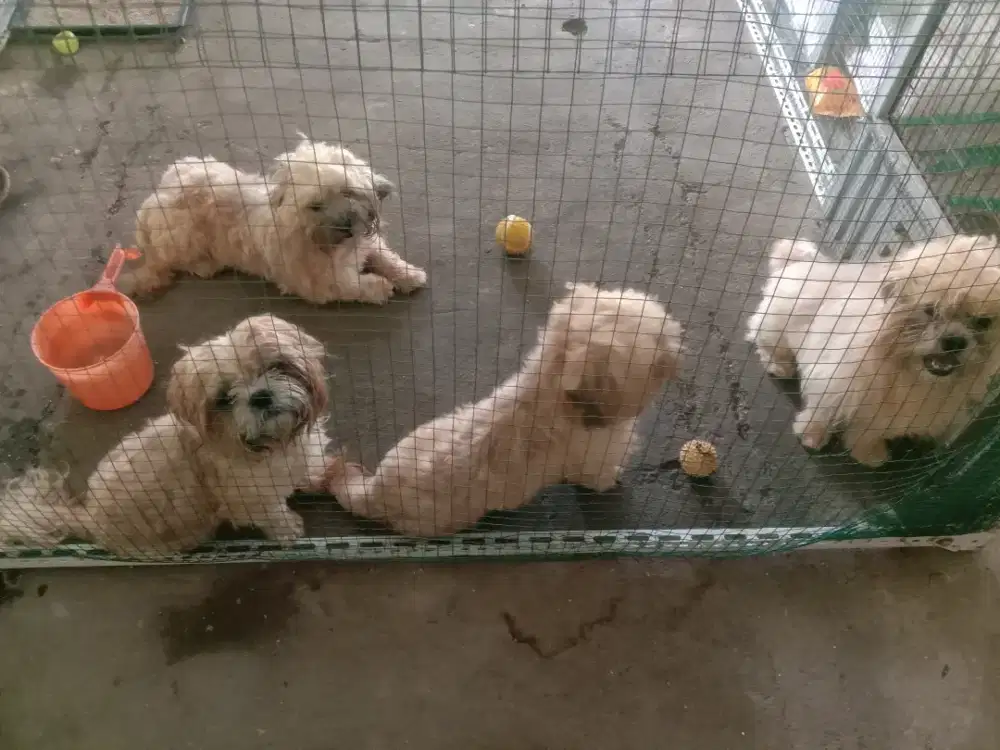 Anjing Shitzu dan Mini Shitzu