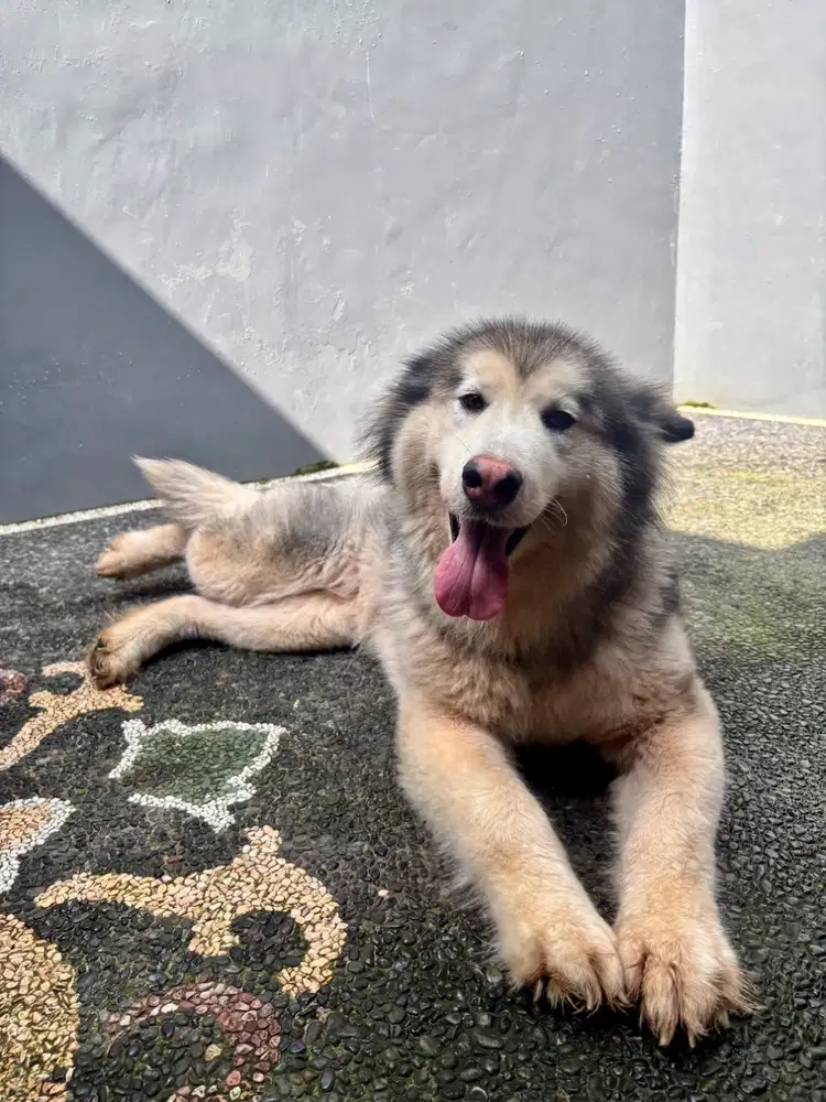 For Sale Malamute Alaskan