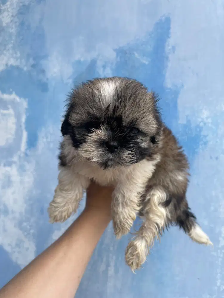 Shihtzu Sitsu Medan Mini