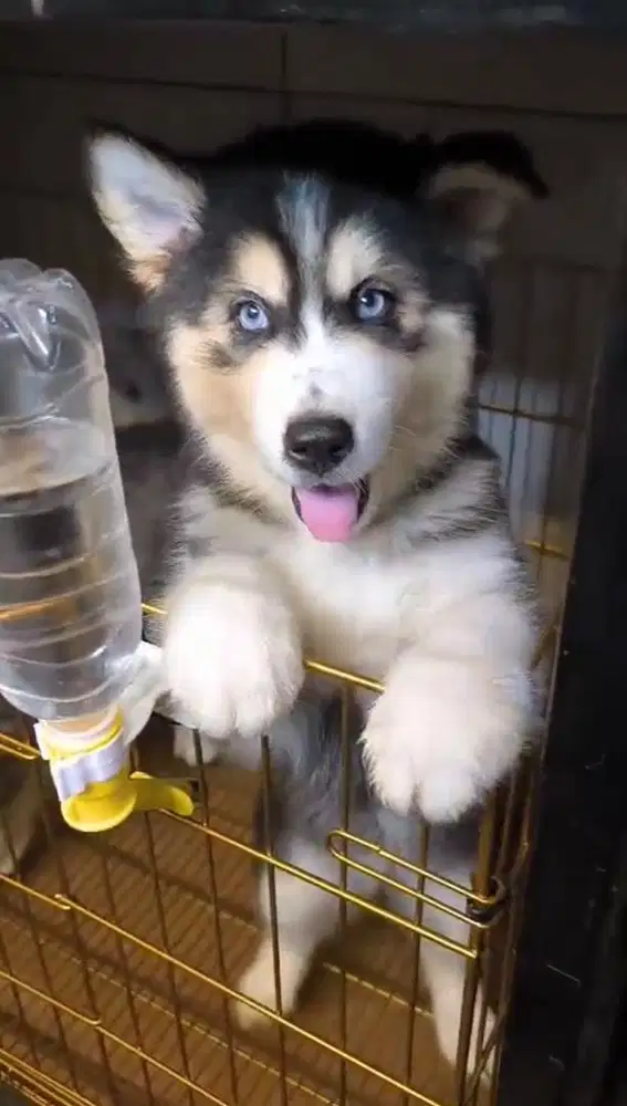 Dogy/anjing siberian husky