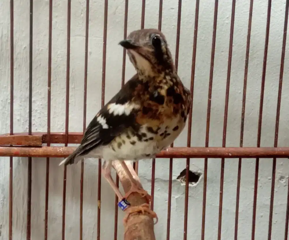 Anis kembang ring jantan gacor