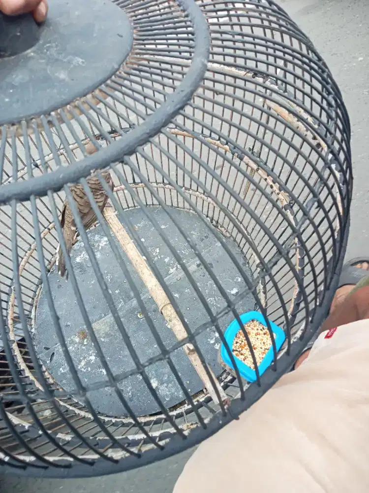 Jual burung perkutut lokal alam