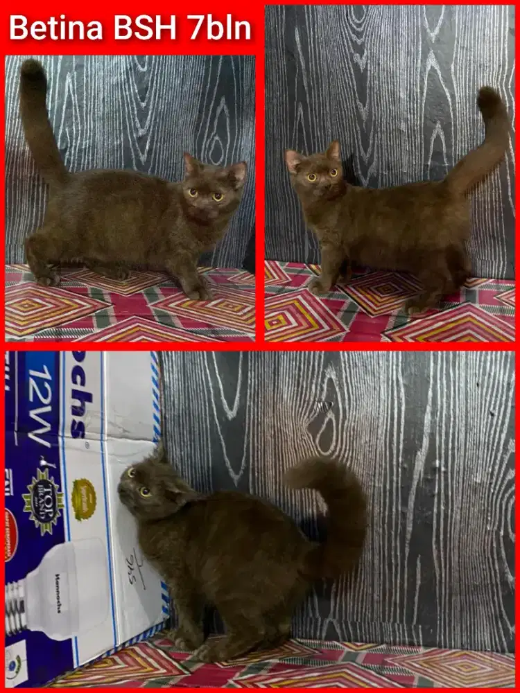 Lepas adopsi kucing persia ras BSH