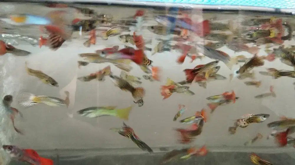 Jual ikan Guppy HB White dan Cendolan