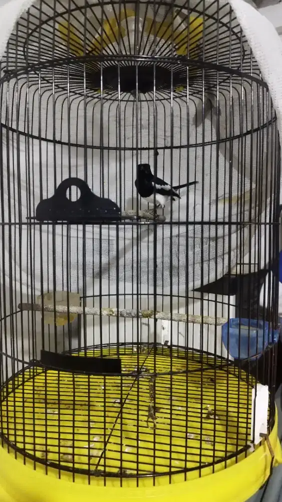 Burung kacer hasil rawatan