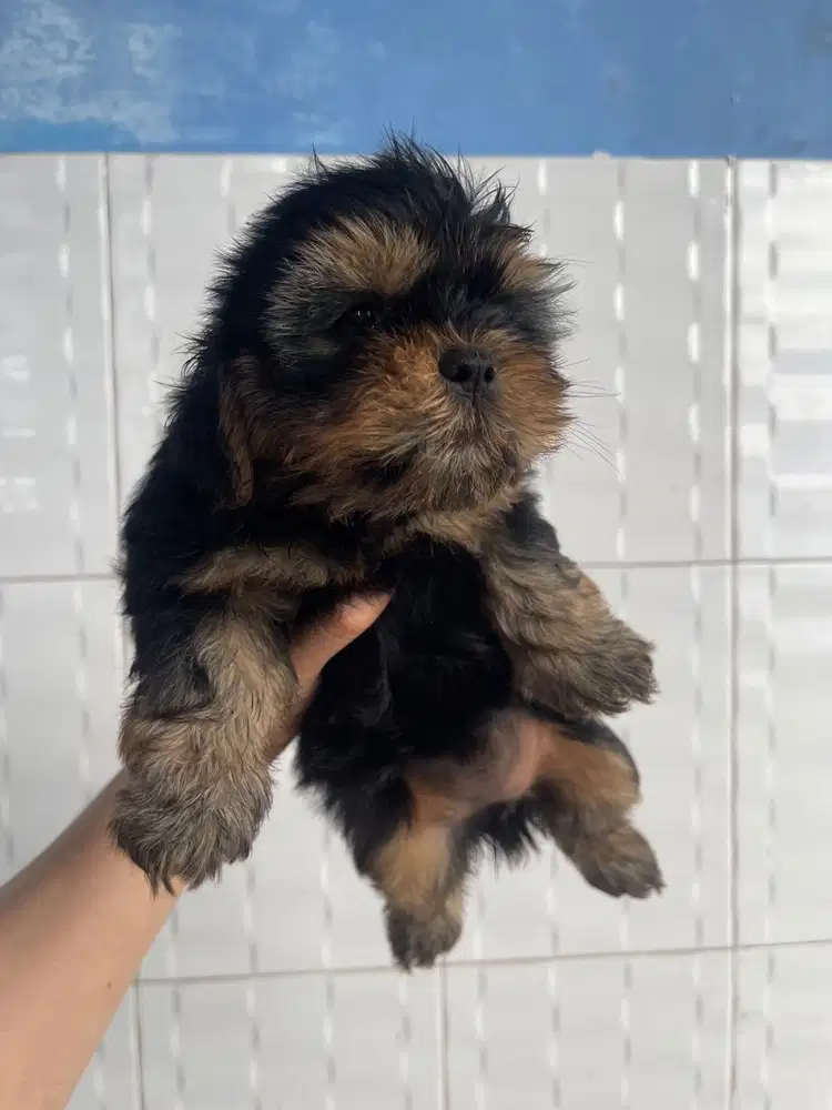 Shihtzu x Yorkie