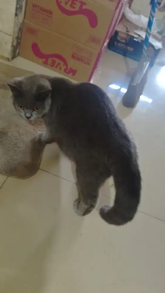 Kucing British warna abu