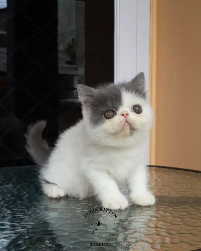 Kitten Exotic Shorthair Betina