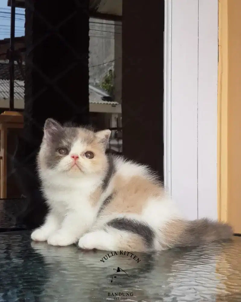 Kitten Exotic Shorthair Betina