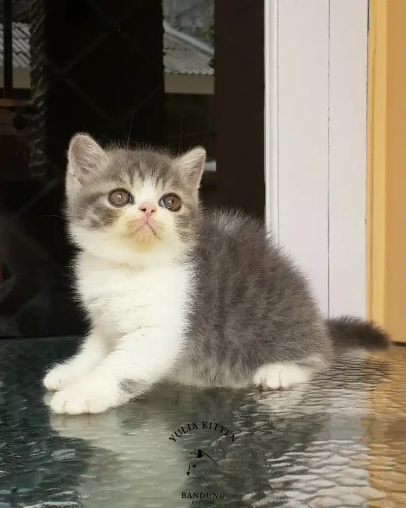 Kitten BSH Mix Exotic Shorthair Jantan