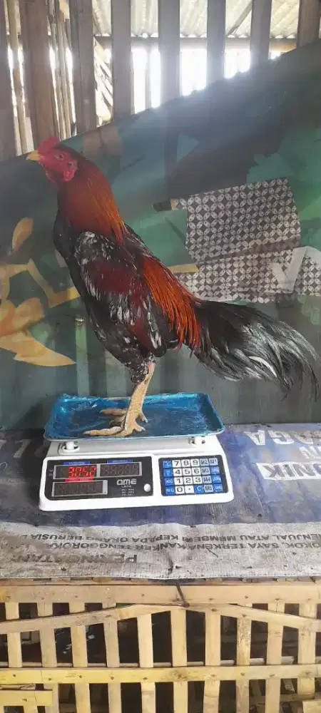 Bkpakoy usia 10bln Abar 3x