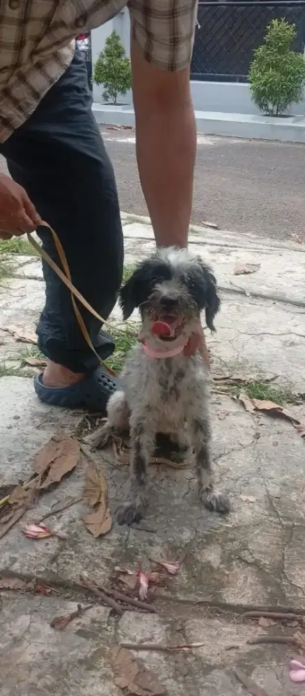 Miniature Shitzhu mix poodle 11bln  habis di grooming bulunya bersih