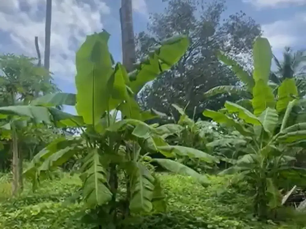 Land for sale in Nusa Lembongan, Bali