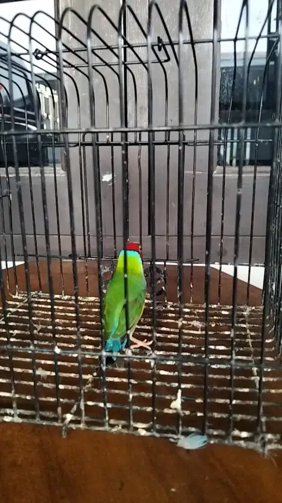 Burung Jantan Gould Amadine