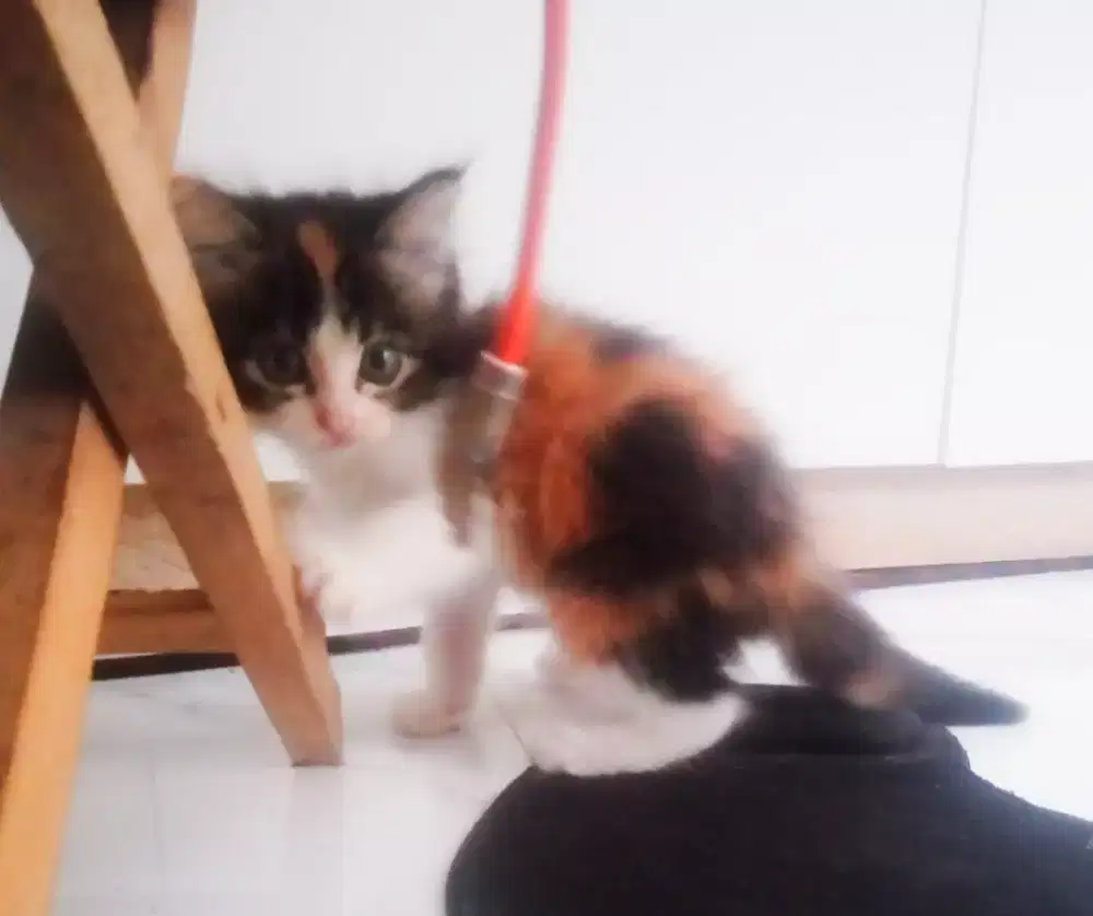 Kitten longhair calico lincah mandiri rampus lucu