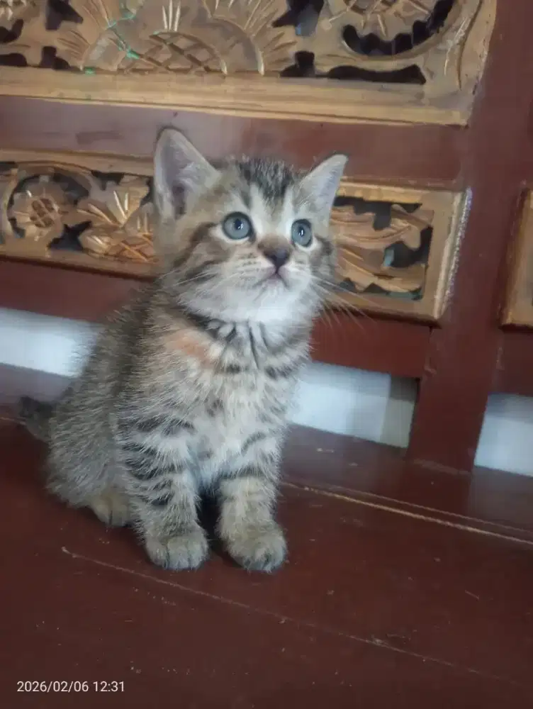 Kitten British Shorthair tabby