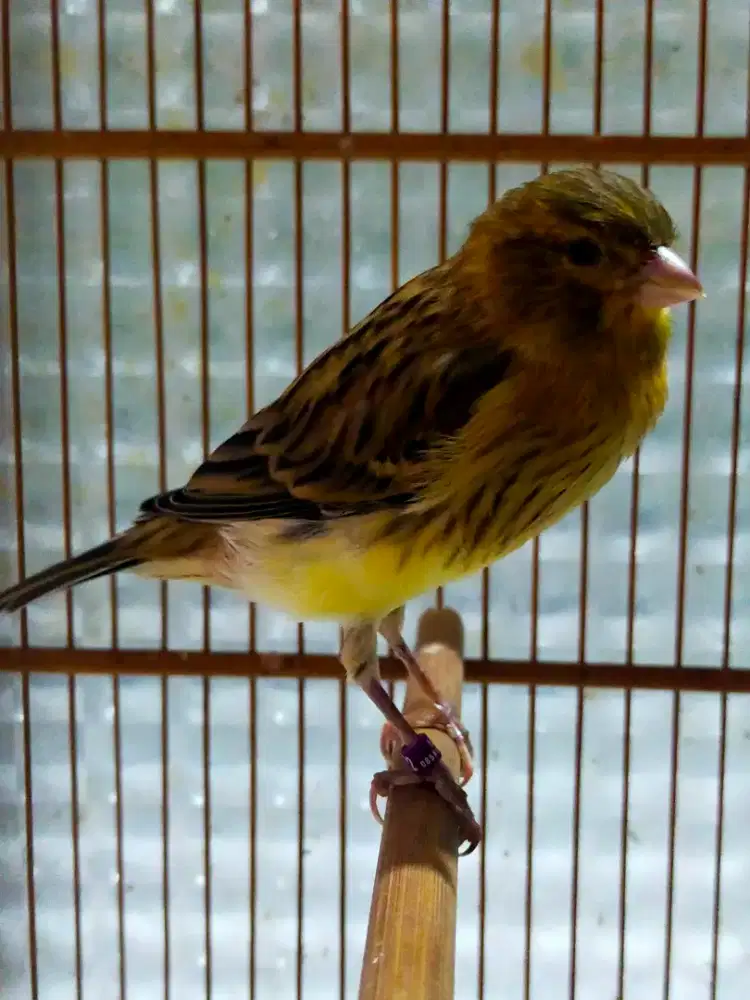 Burung kenari AF paud/anak jantan