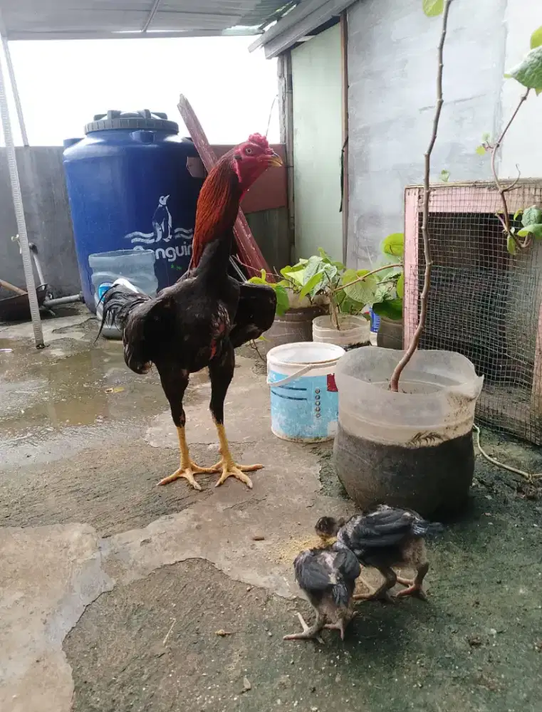Ayam pitikan anak ayam bangkok