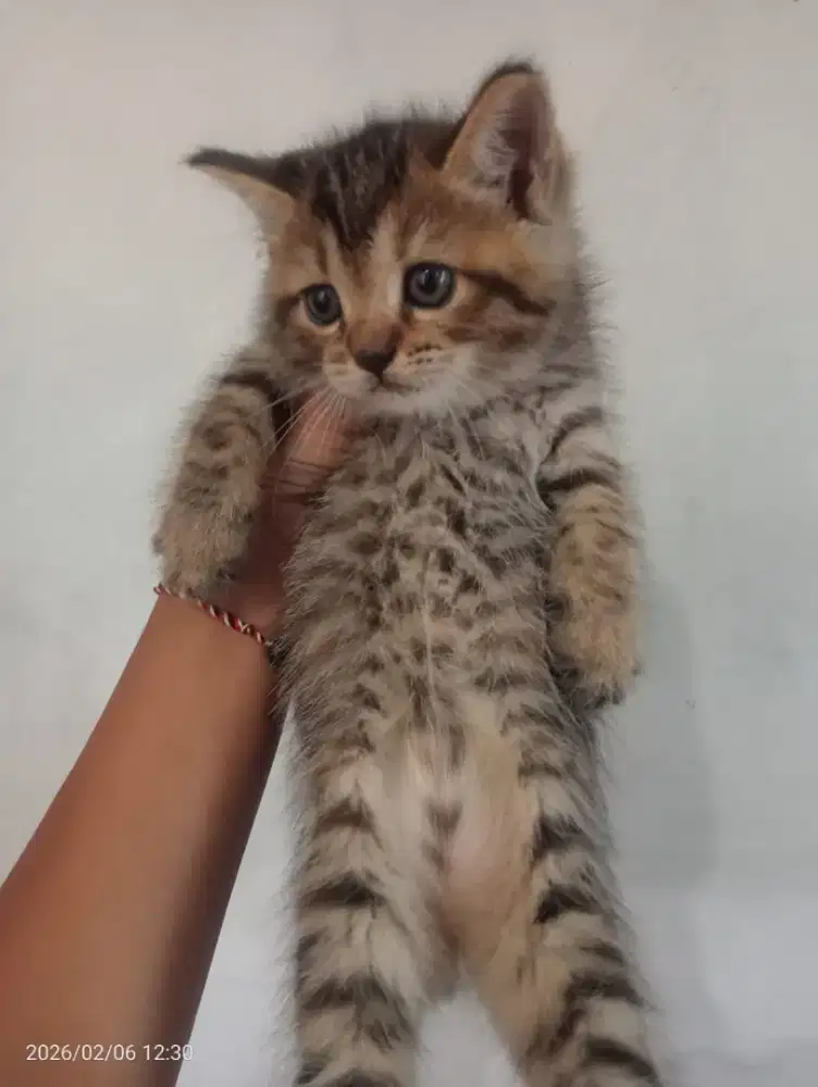 Kitten BSH tabby jantan & betina