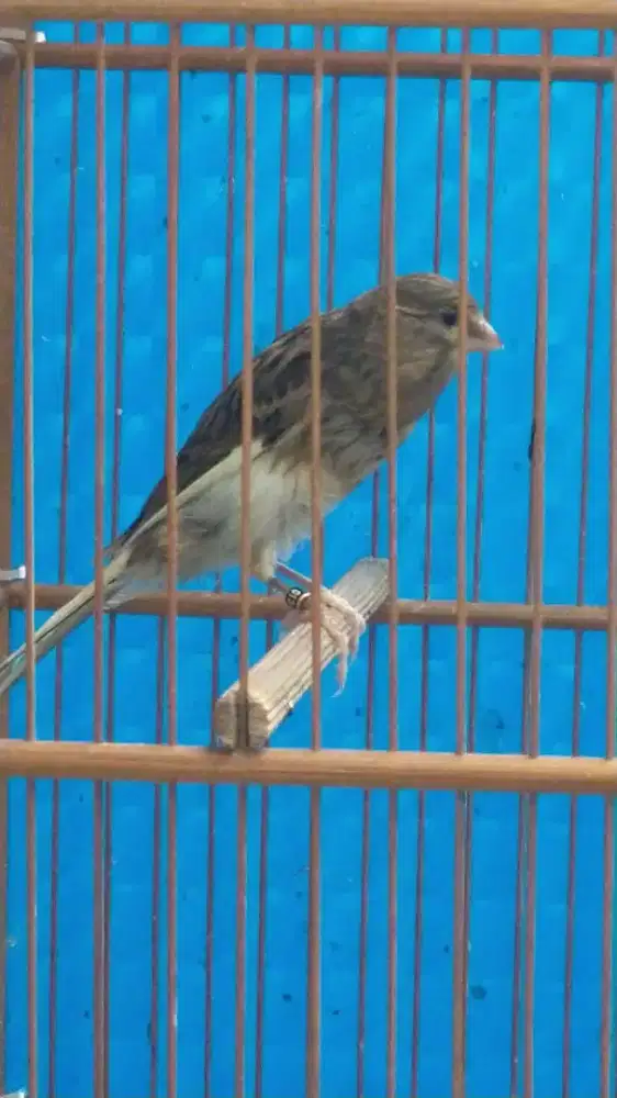 Burung kenari F1sf trah Ys paud jantan
