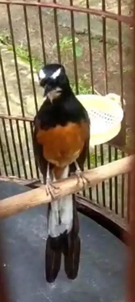 Murai jantan blorok avatar