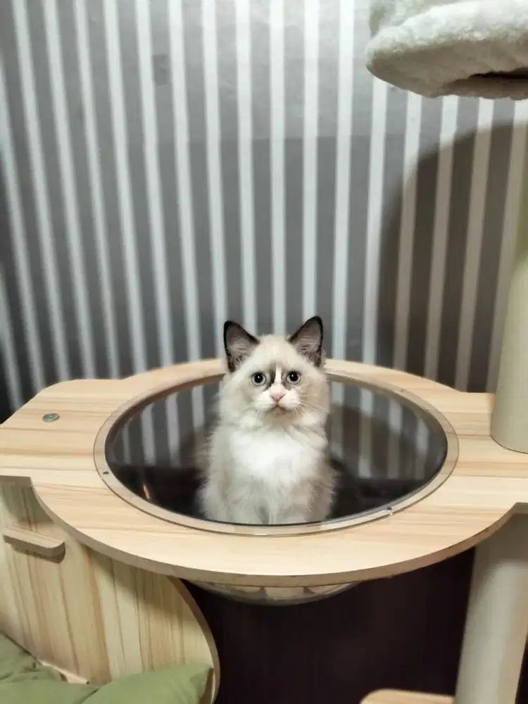 Kucing ragdoll simetris bicolor