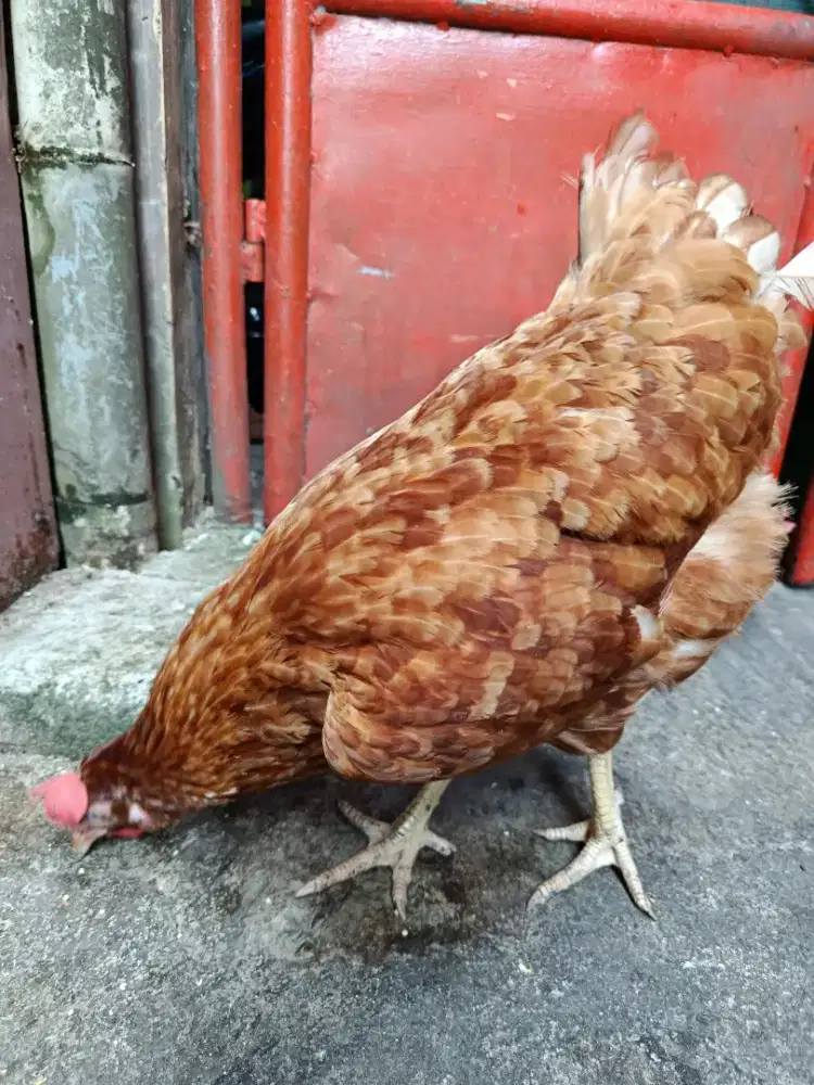 Ayam Petelur Rajin Produksi