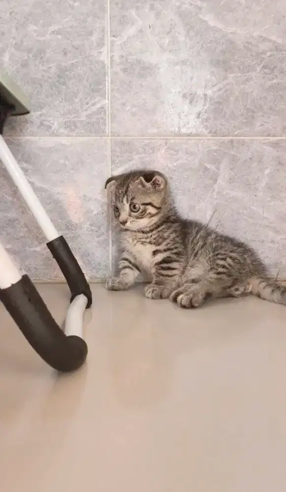 Munchkin/Scottish fold