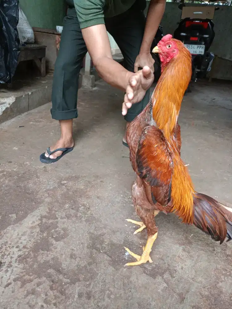 Jual ayam Hias Bangkok bulu bagus