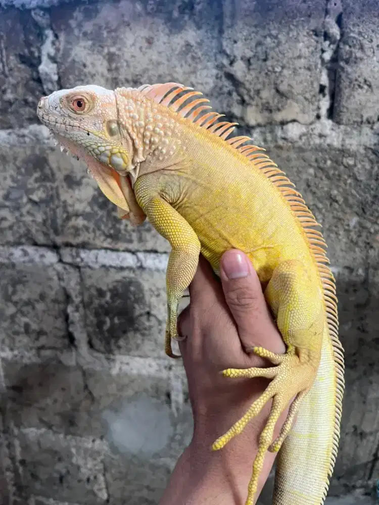 Iguana albino jantan mulus 110cm