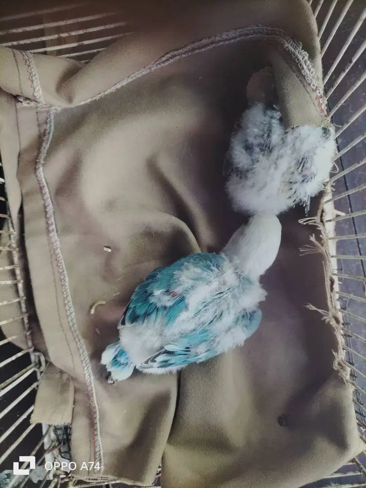 Bu jodohan siapan & Lolohan