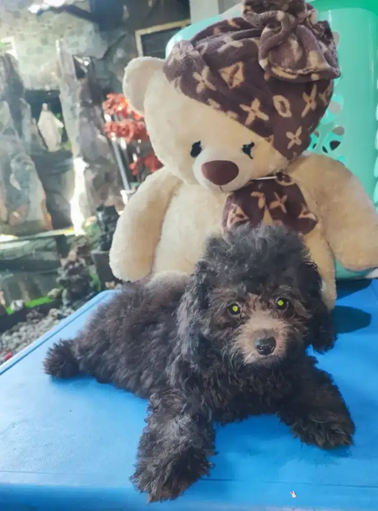 Silver Toy Poodle