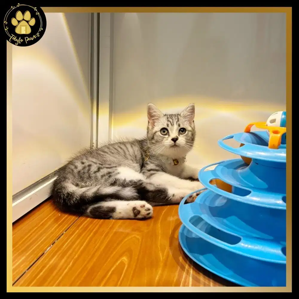 MUNCHKIN SHORTHAIR NON STANDAR JANTAN BSH NS BICO TABBY