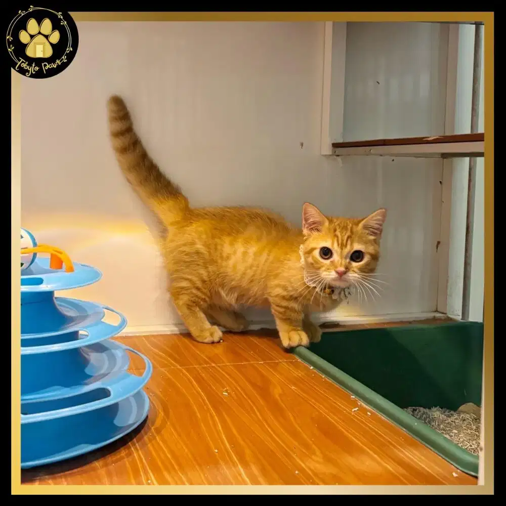 KUCING KITTEN MUNCHKIN SHORTHAIR LINE MUNCHKIN BSH