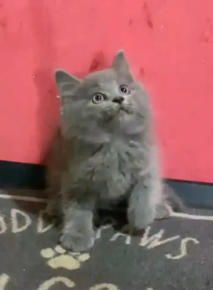 Anak kucing anggora/kitten persia jantan /kucing persia jantan