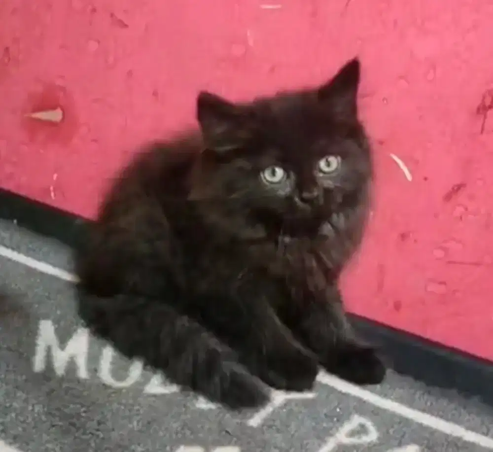Anak kucing anggora/kitten flatnose betina /kucing persia betina