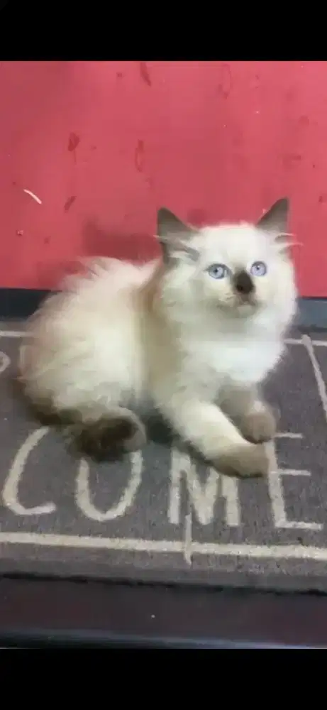 Anak kucing himalaya/kitten himalaya jantan/kucing  himalaya janta