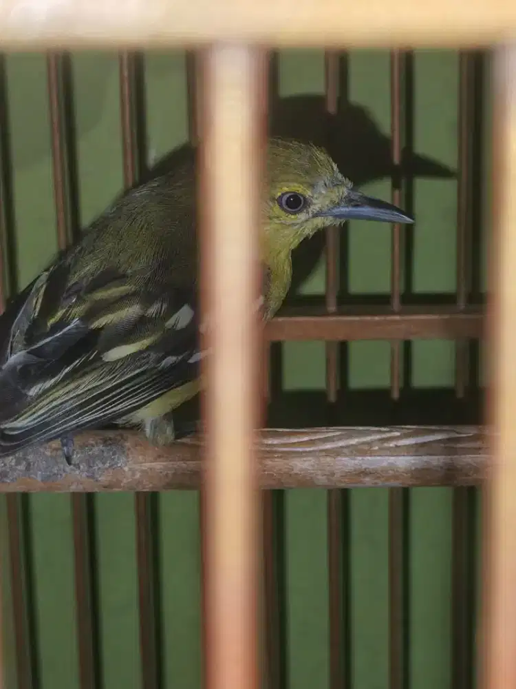 Burung cipoh jantan bt/tt