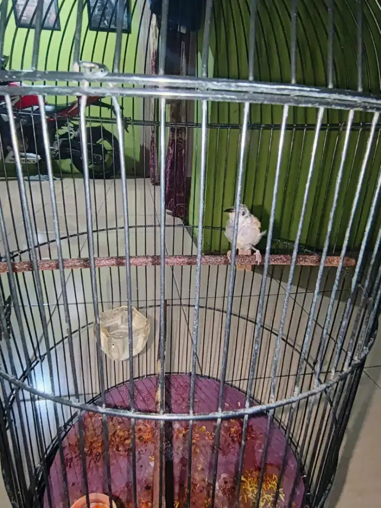 Burung cucak kombo bt/tt