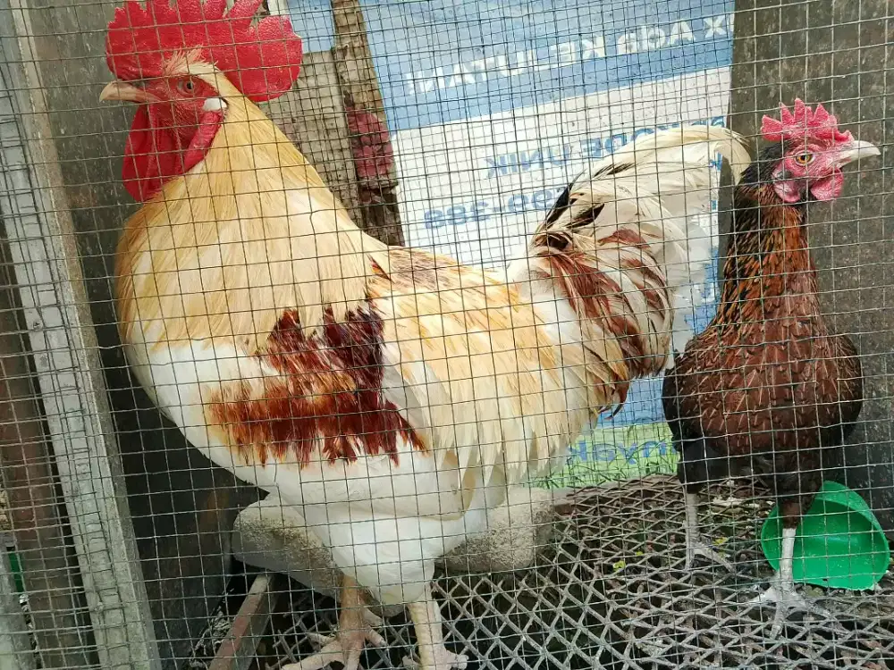 Ayam bangkok dan lainya