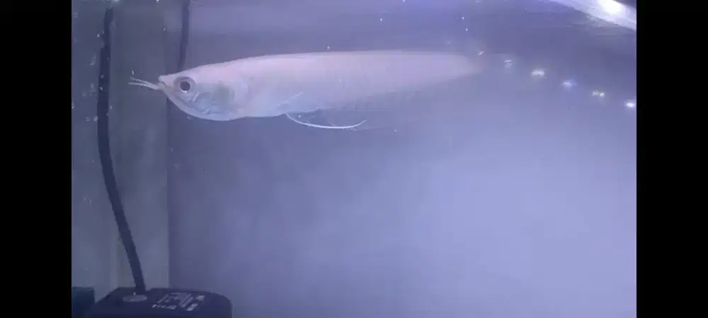 Louhan Albino Ajib Harga Murmer