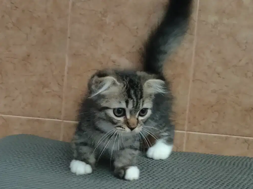 Kitten Munchkin gaelic fold jantan