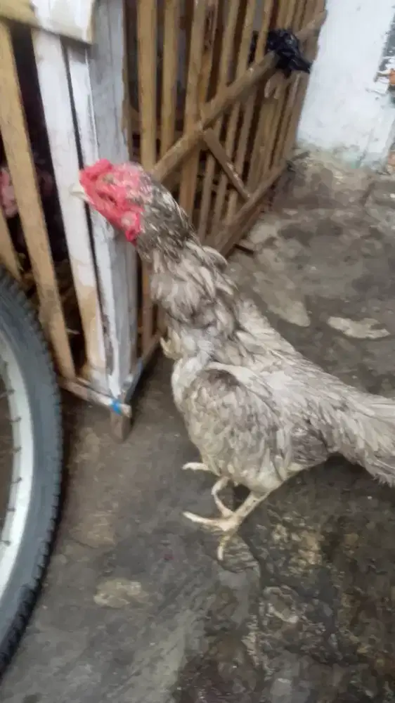 Ayam Birma biyangan siyap pacek