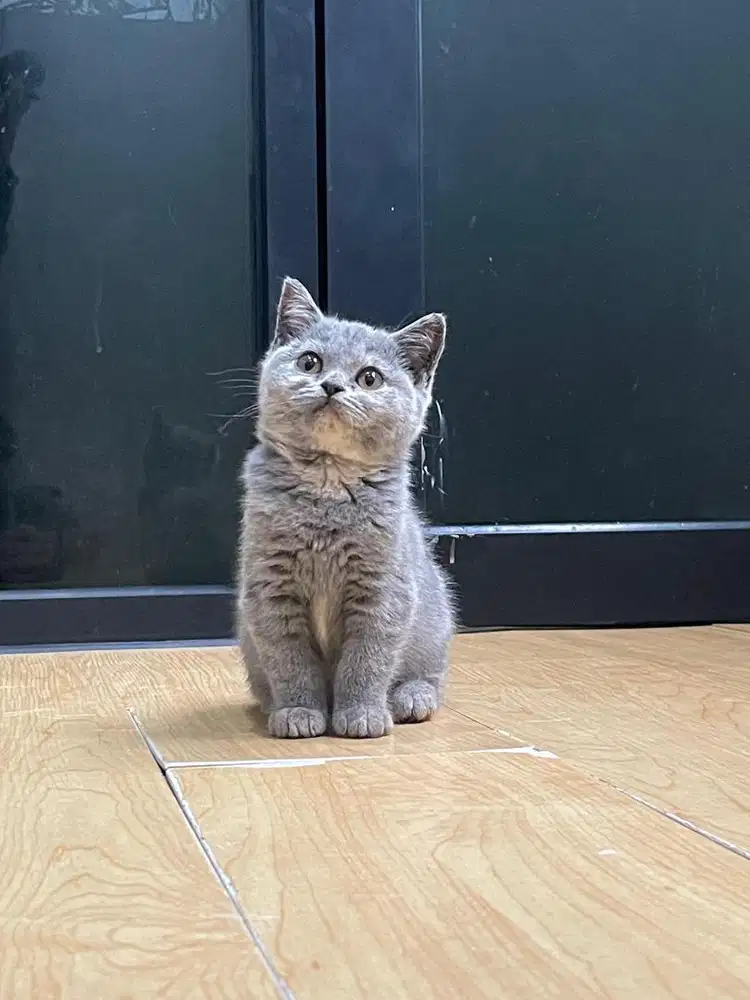 British Shorthair (BSH) Blue tortie