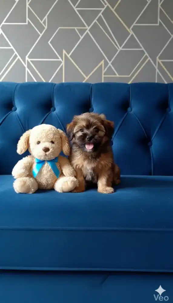 Shintzhu mix maltis jantan 2 bulan